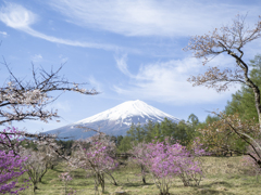 富士山と春の花