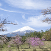 富士山と春の花