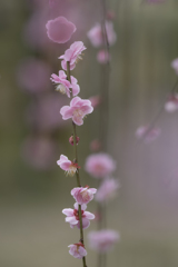 Weeping plum
