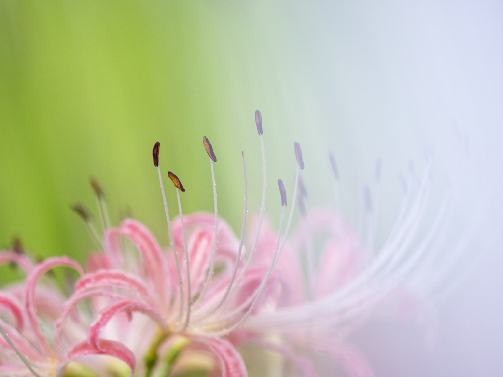 優しい雨