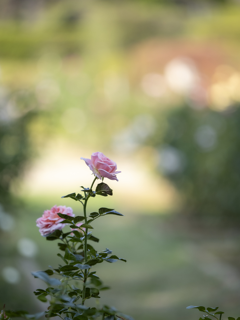 Pink roses