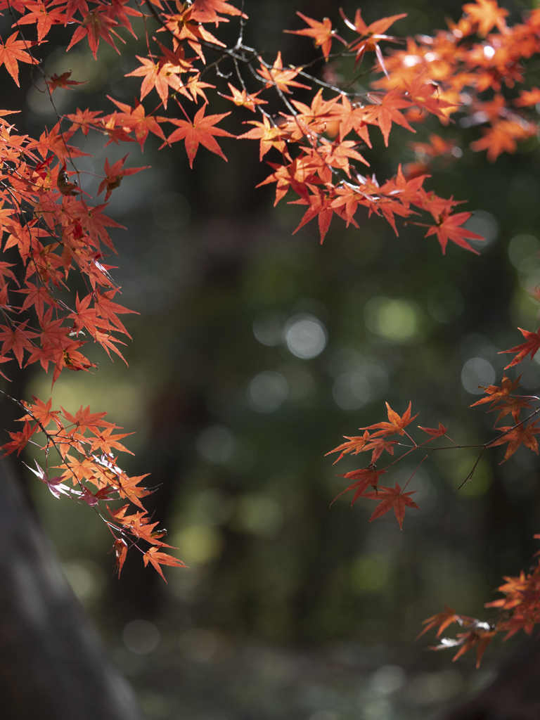 紅葉に招かれて