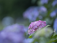 Tiny hydrangea