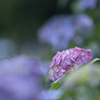 Tiny hydrangea