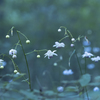 Fairies