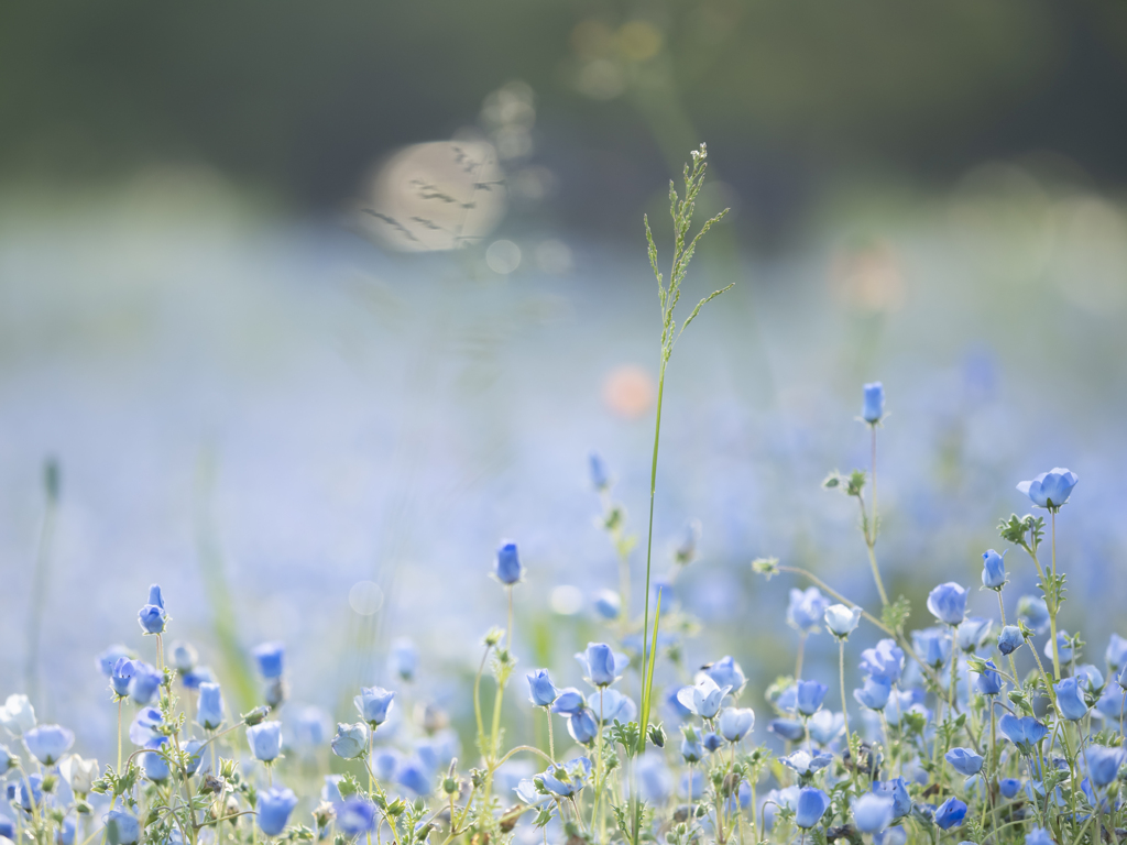 朝の光に