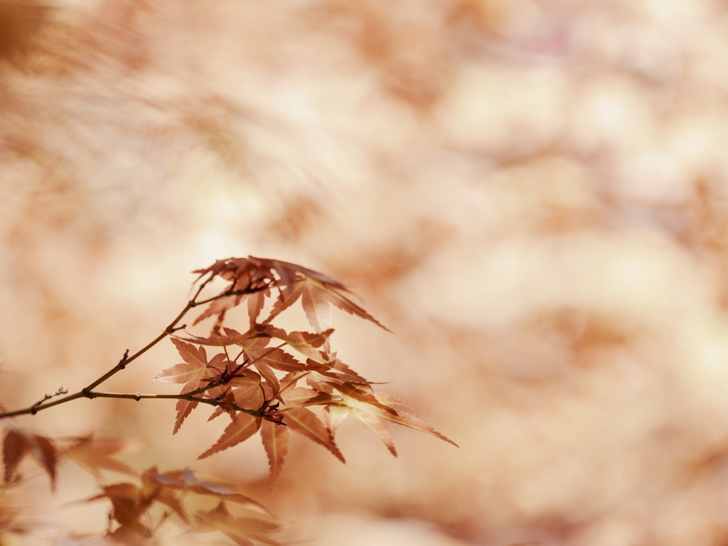 春の紅葉