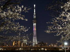 隅田の夜桜