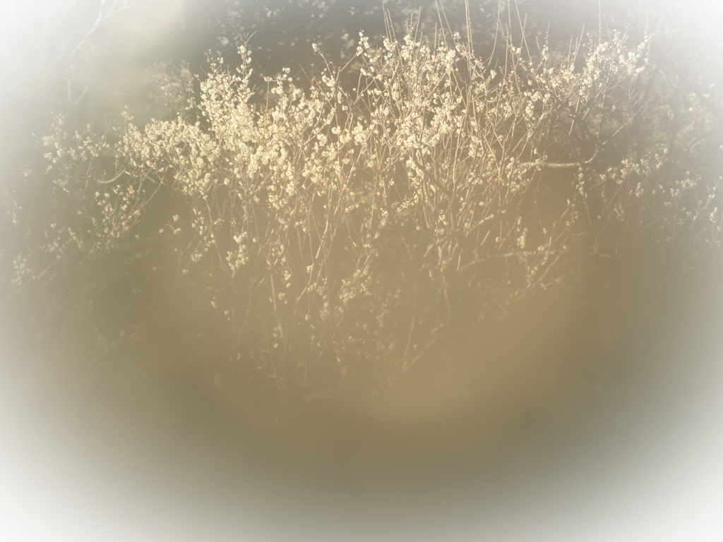 葉っぱの陰からのぞいたら