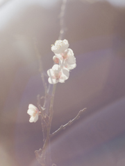 オールドレンズで