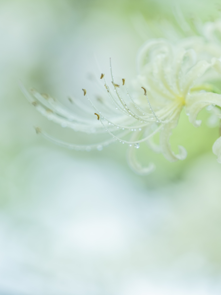 雨を纏う