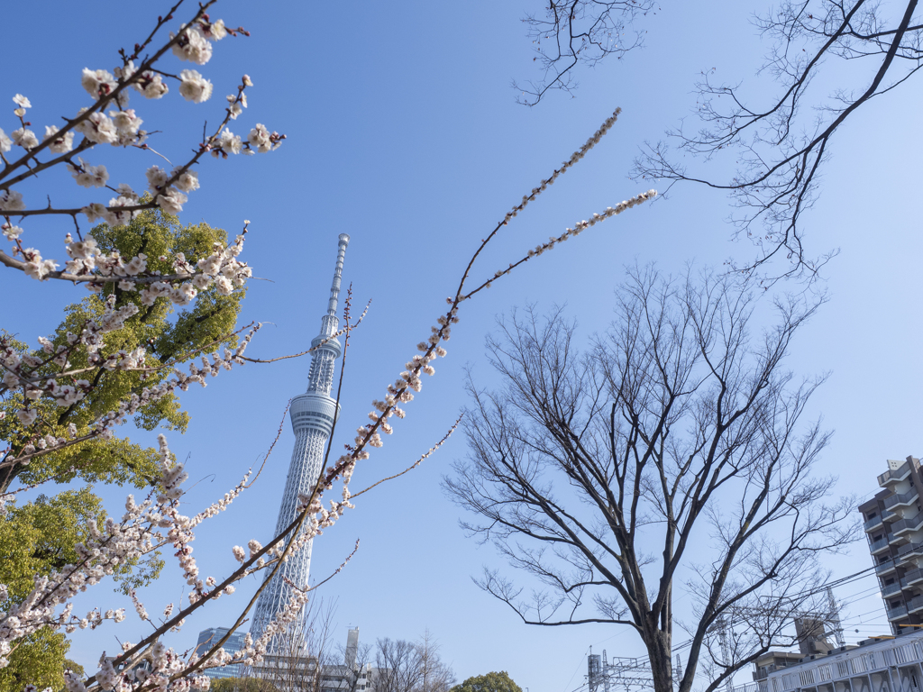 そよ風広場に春の風