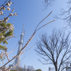 そよ風広場に春の風