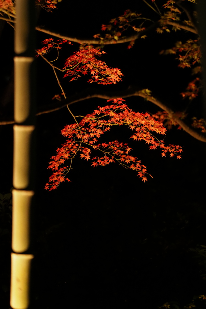 六義園の夜