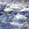 水中花