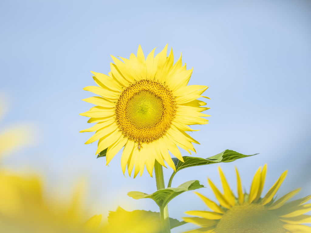 夏！