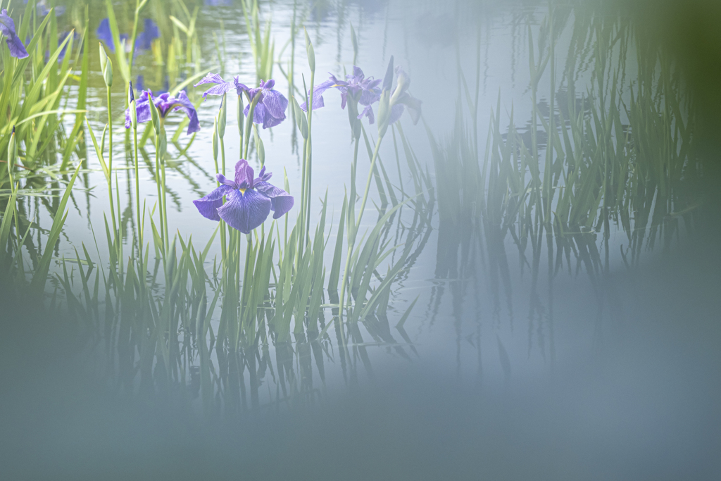Purple iris