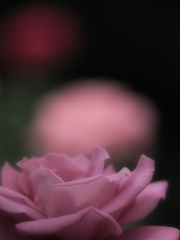 バラ・・“ムーン・シャドウ”