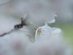 春の朝に