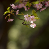 本龍院の河津桜