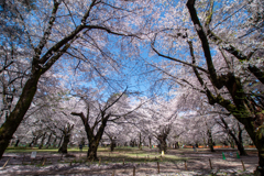 空いっぱいの桜①