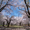 空いっぱいの桜①