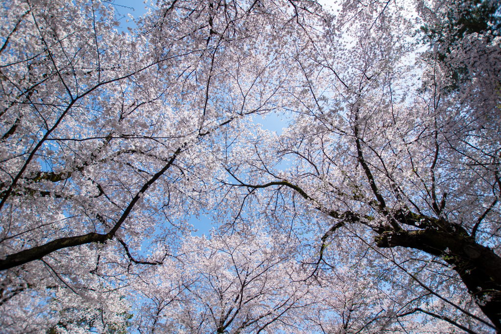 空いっぱいの桜②