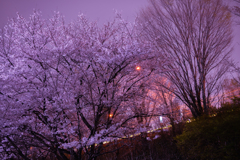 高速道路沿いの夜桜