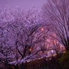 高速道路沿いの夜桜