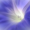 morning glory