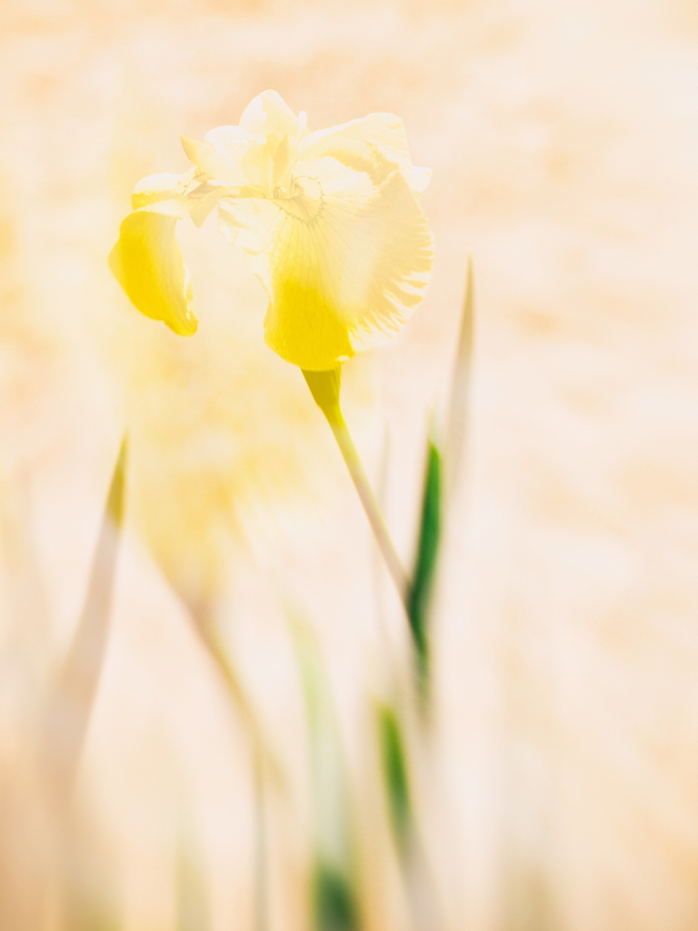 花しょうぶ