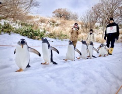 ペンギンのお散歩