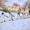 ペンギンのお散歩