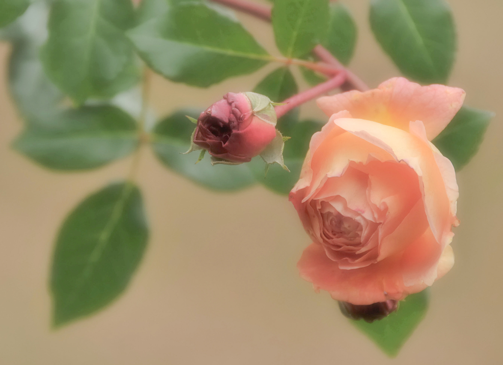 秋薔薇