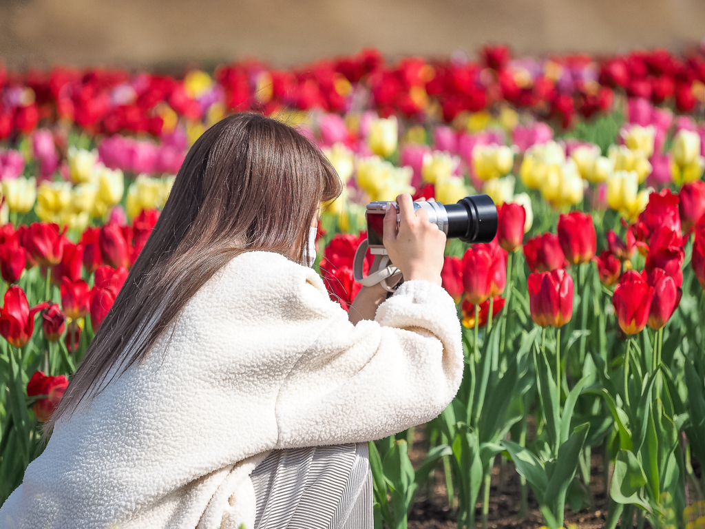 Tulip
