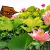 竜宮城