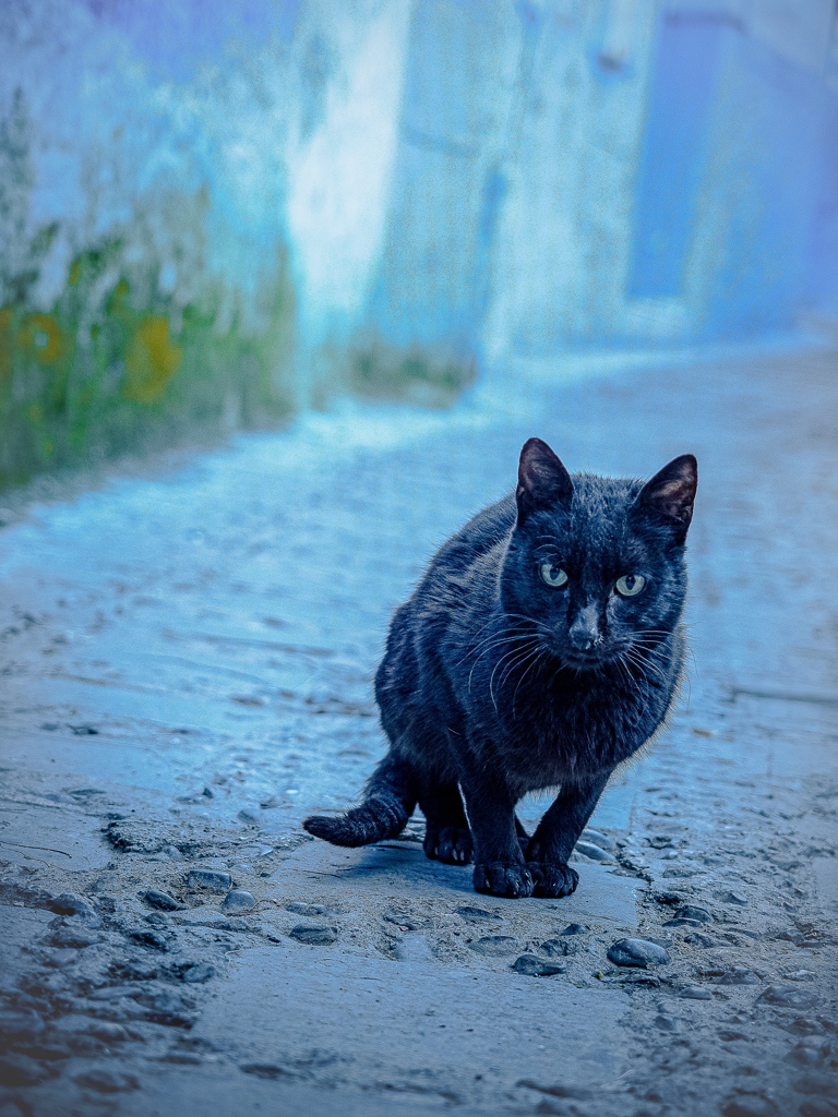 どこから来たニャンか？