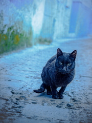 どこから来たニャンか？