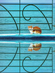 猫と海