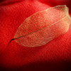 Leaf Vein