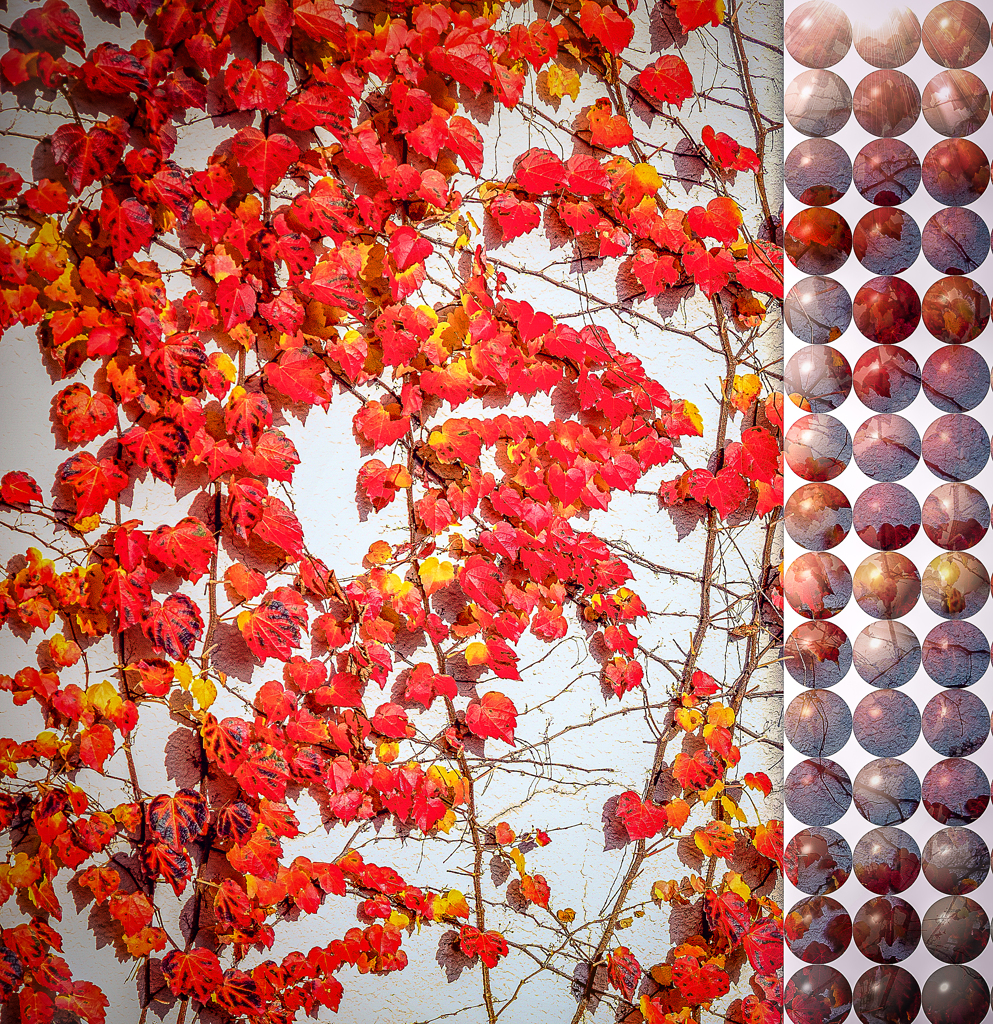 Autumn colored wall