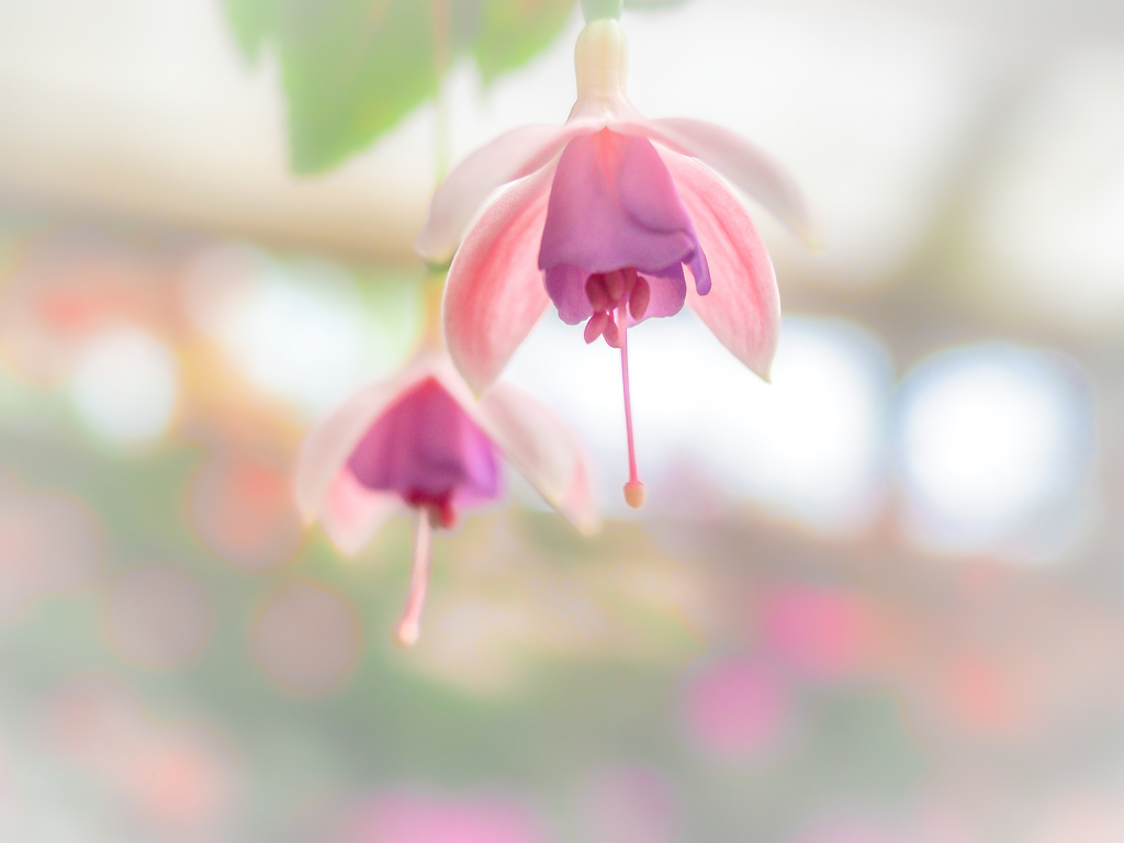 天使の舞