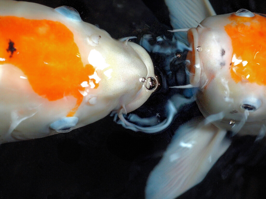 Kiss