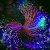 Sea Anemone