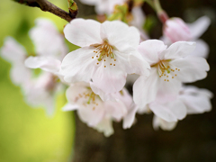 君は笑っているから！