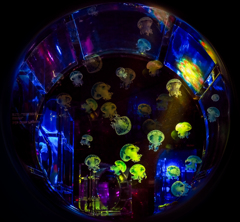 Extravehicular activity ( 船外活動 )