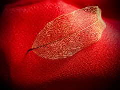 Leaf Vein