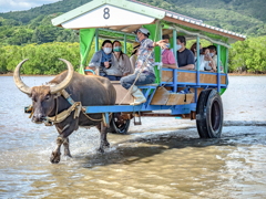 由布島水牛車