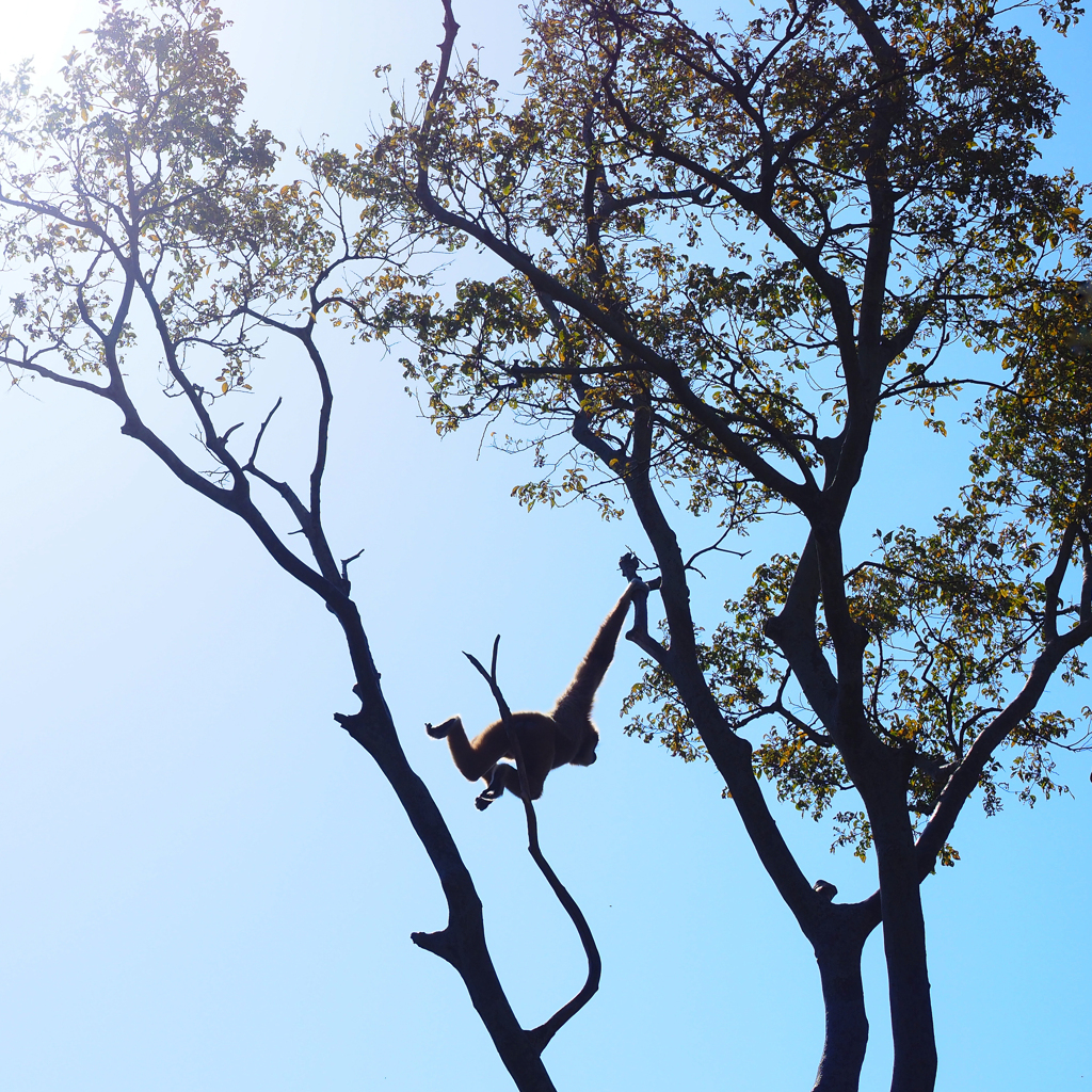 モンキーパラダイス