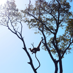 モンキーパラダイス